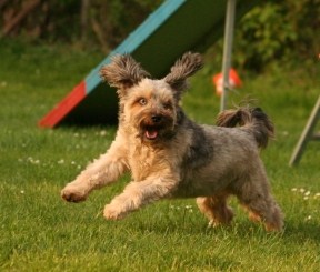 Floyd (Siberian Husky, Yorkshire Terrier) Siberian Husky Yorkshire Terrier Mischling Floyd (Siberian Husky, Yorkshire Terrier) Siberian Husky Yorkshire Terrier